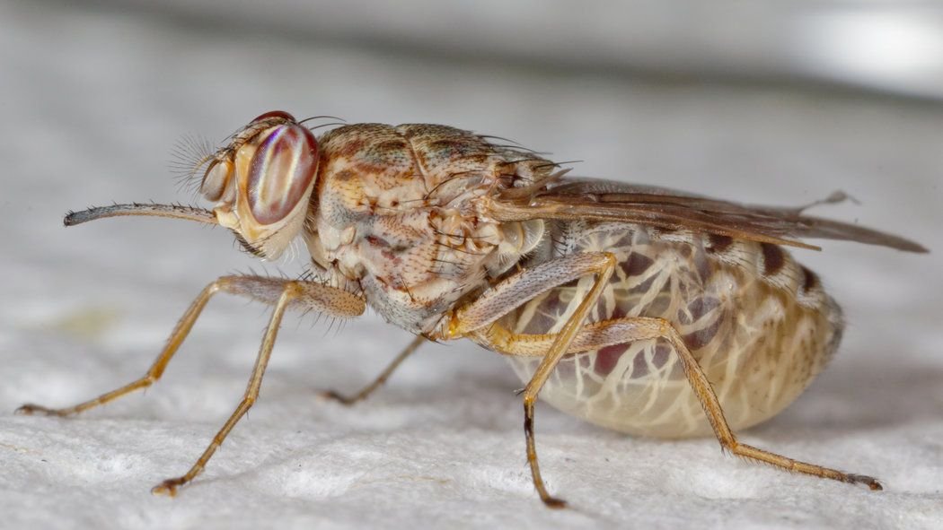 Tsetse Fly in Tanzania